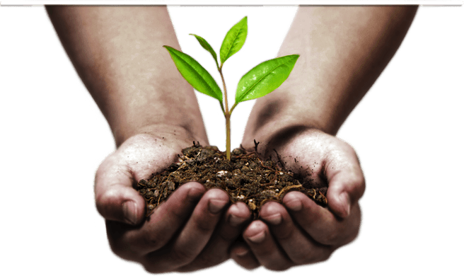 two cupped hands holding a young plant in soil